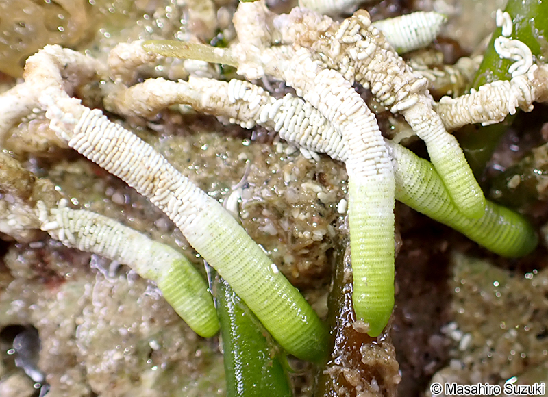 フデノホ Neomeris annulata