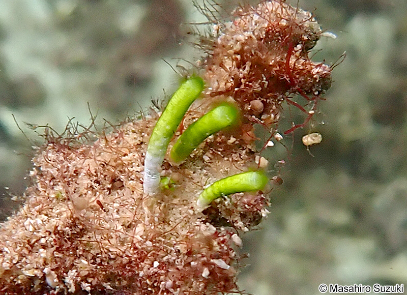 フデノホ Neomeris annulata