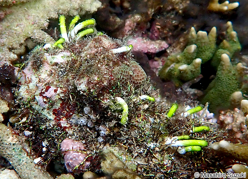 フデノホ Neomeris annulata