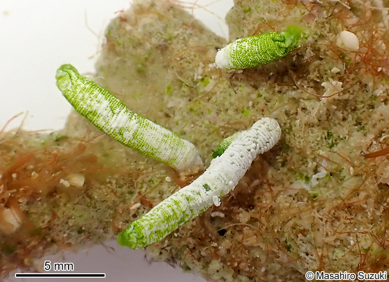 フデノホ Neomeris annulata