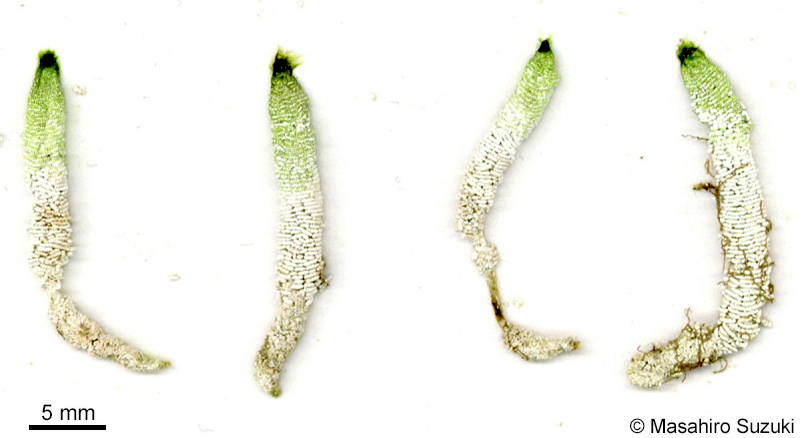 フデノホ Neomeris annulata