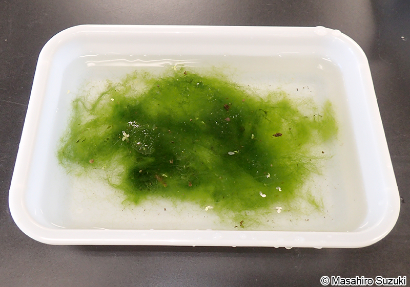 アオミソウ Pithophora