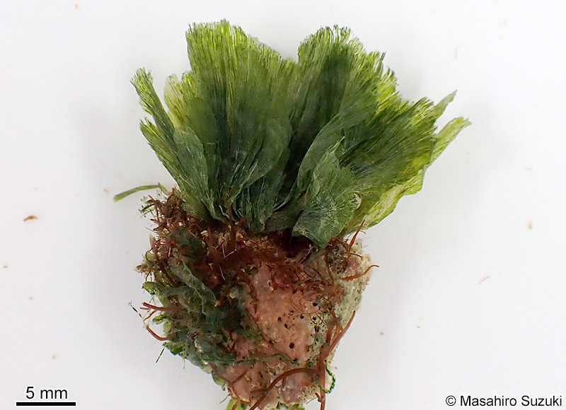 ヒメイチョウ Rhipidosiphon javensis