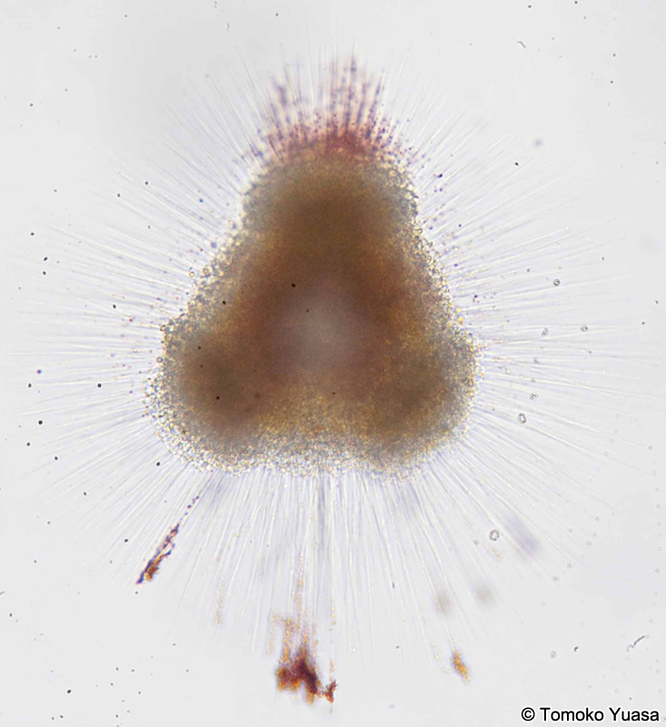 Dictyocoryne truncatum