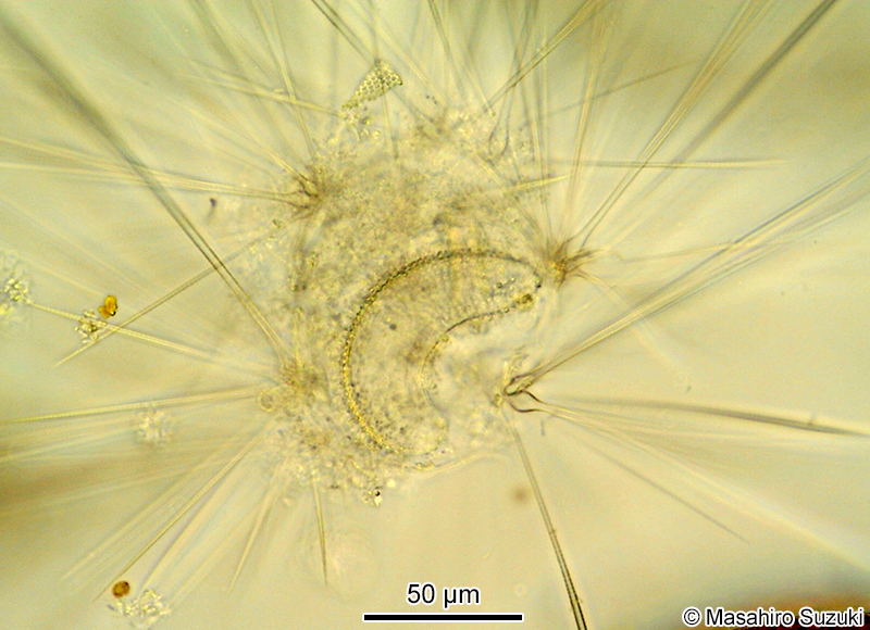 ウネリサボテンムシ Sticholonche zanclea