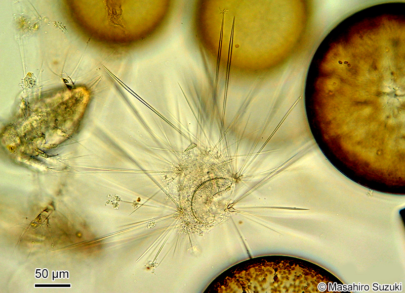 ウネリサボテンムシ Sticholonche zanclea