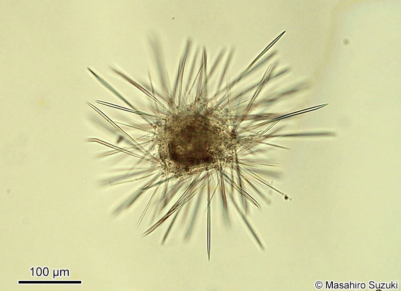 ウネリサボテンムシ Sticholonche zanclea